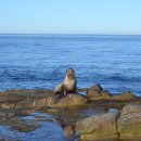 라호야(LA JOLLA) 이미지