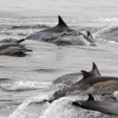 고래의꿈 이미지