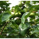 큰바위농장 이미지