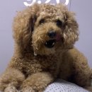 우쭈쭈플렉스 강아지 미용 이미지