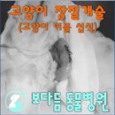 보다듬동물병원 네이버블로그