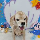 굿데이멍 이미지