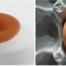 김옥순 농장 이미지