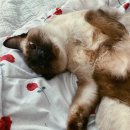 (단기)펫푸드(자격증) 이미지