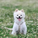 선녀와 강아지 이미지