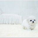 스타일독앤캣 강아지고양이 부천본점 이미지