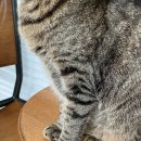 라임고양이 이미지