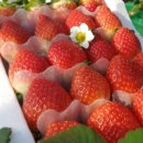 이루리농장 이미지