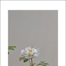 꽃순이네 이미지