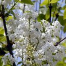 들꽃나라 이미지