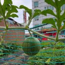 씨유 보령구시점 | [보령 중국집] 웅천 대표 맛집, 사천성 n차 방문 (라조면 그리고 탕수육)