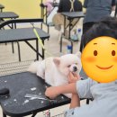 미용의정서애견미용학원 네이버블로그