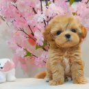 하남강아지 이미지