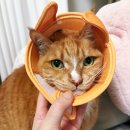 카라 | 고양이 중성화 반려동물 초경량넥카라 후기