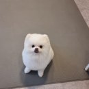 애견미용실 꽃개 이미지