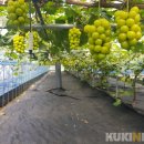 김태식농장 이미지