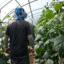 가브리엘농장 이미지