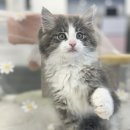 라온캣 부산화명점 이미지