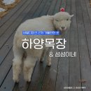 천원목장 | 홍천 하양목장, 섬섬이네 술빵 후기 비발디파크 근처 아이랑 가볼만한 곳