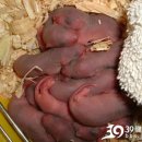 중국의17살에쥐를임신한 이야기를 아시나여?(사진있긴한데...) 이미지