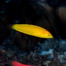 Classification - Canary wrasse 이미지