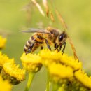 벌떼축산 이미지