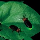 반딧불황토펜션 이미지