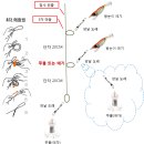 합사 원줄울 이용한 현장 쭈꾸미 채비법 이미지