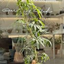 [10/25]가드닝 클래스 이미지