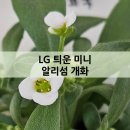 알리섬 | LG 틔운 미니 후기 알리섬 개화