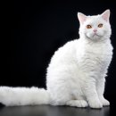 몽글몽글 이미지