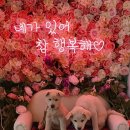 해피해피 - 의정부시 범골로157번길 7-7 | 해피해피