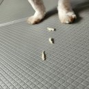 봉봉키친 더 펫 이미지