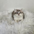 수원고양이분양 드림캣 안심분양센터 이미지