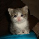 송지어란진초등학교 이미지