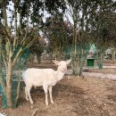 새별목장 이미지