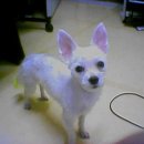 치키치키 이미지