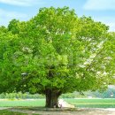 느티나무 이미지