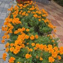 메리골드 이미지