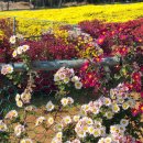 시래기코다리찜 이미지