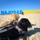 오성애견펜션 이미지