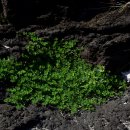 서림연대 이미지