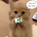 용돈