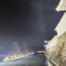 대곡플라워 | 교토 여행코스 벚꽃명소 니조성 네이키드 플라워 라이트업