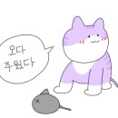 아쿠아레인