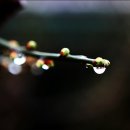 사랑의 노래 이미지