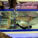 가성수족관 이미지