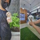 강아지분양 애견입양 아이러브독 인천점 | 강아지분양 애견입양 아이러브독 인천점, 인천강아지분양의 신뢰성을 느껴보세요!