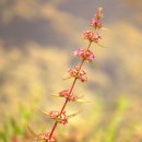 벌브( Bulb)가든과 Spider Island(거미섬)의 풍경.. 이미지