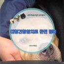 서울대학교직장부속의원 | 대형견항암치료 완전 정복 CHOP 프로토콜 일정 부작용 후기